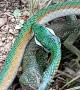 Snake Escapes From Jaws of Lizard