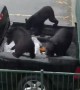 Bears Checking Cars for Unlocked Doors