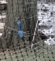 Strange Sight as Blue Squirrel Plays in Backyard