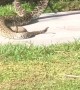 Rattlesnakes on the Sidewalk