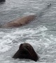 Sea Lion Relaxing at "Alaskan" Spa