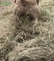 Velvet Mastiff Loves Playing in Hay