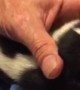 Baby Skunks Bottle Fed After Being Rescued