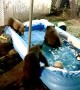 Bear Family Has Late Night Pool Playtime