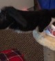 Kitten Stretches for a Snack