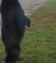 Bear Stands Right Outside the Door