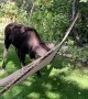 Moose Having Fun With Backyard Hammock