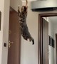 Cat Makes Giant Jump for Balloon