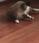 Cat Gets Tired Chasing Toy