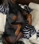 Doberman Strangely Sits on Couch