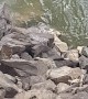 Determined Koala Bear Crosses River