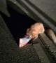 Fox in Trouble Rescued From Road