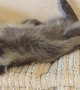 Tuckered Raccoon Lives His Best Life