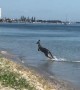 Kangaroo goes for a quick swim in the ocean
