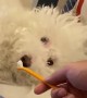 Doggy Not Sure About Tooth Brushing Time