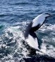 Humpback Whales Put on a Show for Whale-Watching Tour