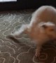 Seriously Excited Doggy Spins on the Spot