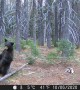 Bear Finds Perfect Back Scratcher