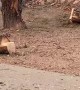 Falling Tree Slab Sticks the Landing
