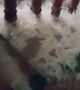 Stairs Turned Into Waterfall as House Floods