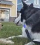 Siberian Husky "Talks" Life Lessons With Golden Retriever Puppy