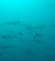 Divers Encounter Incredible Hammerhead Shark Gathering