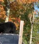 Bear Tries to Break Into Bear Proof Dumpster