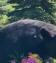 Orphaned Black Bear with Floral Bouquet