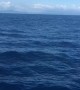 Huge Black Marlin Leaps out of the Water and Awes Fisherman