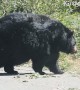 Chunky Bear Strolls Across Road
