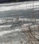 Rescuing a Dog from Cold Russian Water