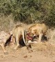 Territorial Lions Roaring over Meal