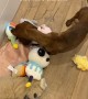 Dog furious that owner washed all her stuffed animals