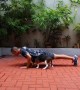 Beagle Puppy Joins Owner's Workout