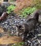 Cat Crossing Indoor Stream Not Fond of Water