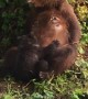 Mama Bear Rests Then Nurses a Cub