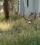 Herd of Mule Deer Trots Off into Town