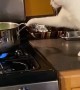 Cat Just Has to Paw Hot Pot