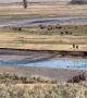 Bison Stampede in Yellowstone