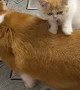 Cat Massages Hungry Corgi