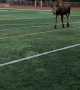 Moose Shows Off Soccer Skills