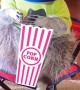 Orphaned Raccoon Enjoys Snacks in Cute Outfits