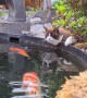 Kitty Chills with Colorful Koi Friends