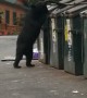Black Bear Easily Opens Dumpster
