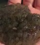 Sea hare was found in Nighthawk Bay in the Upper Laguna Madre
