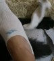 German Shepherd Helps Remove Socks