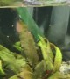 Snail Squirts Water Straight Out of Tank