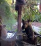 Bear Cubs Cool Off in Barrel Waterfall