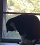 Cat Trying to Catch Tail Bonks Head