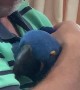 Hyacinth Macaw Gives Loving Hugs